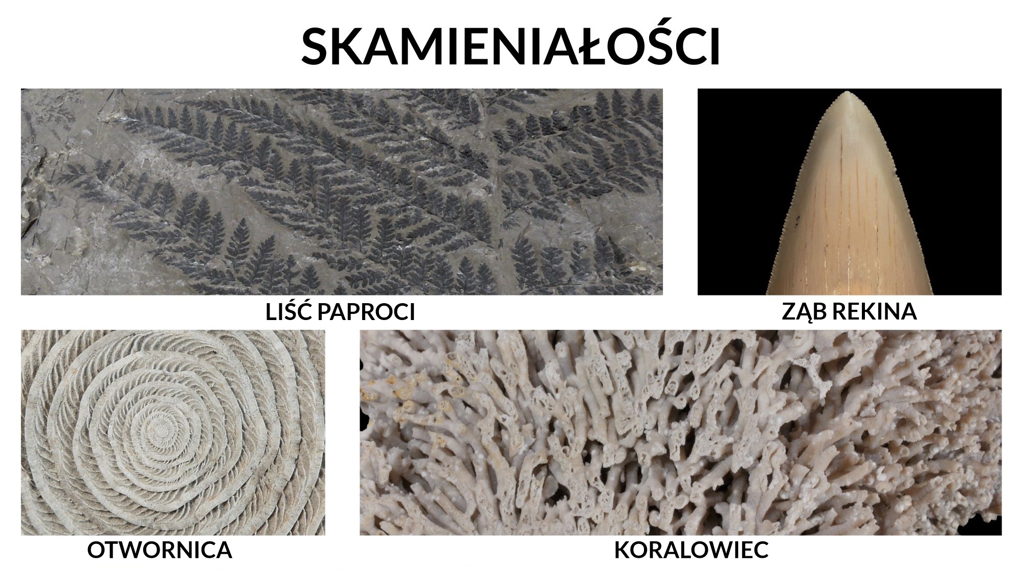 Przykłady skamieniałości