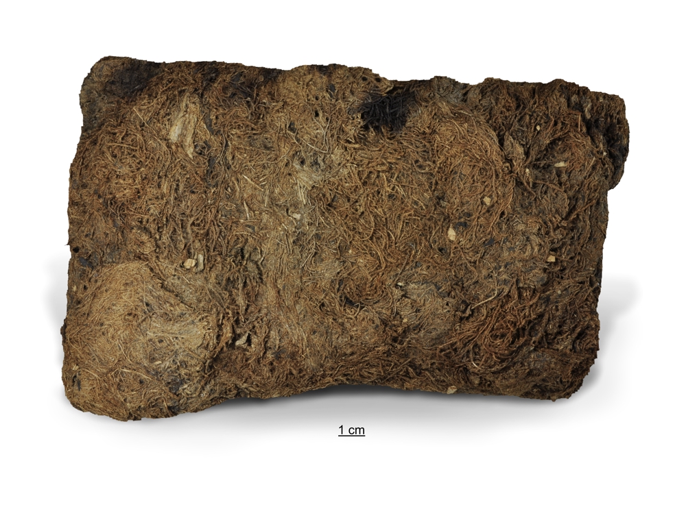 Przykład torfu niskiego mszystego