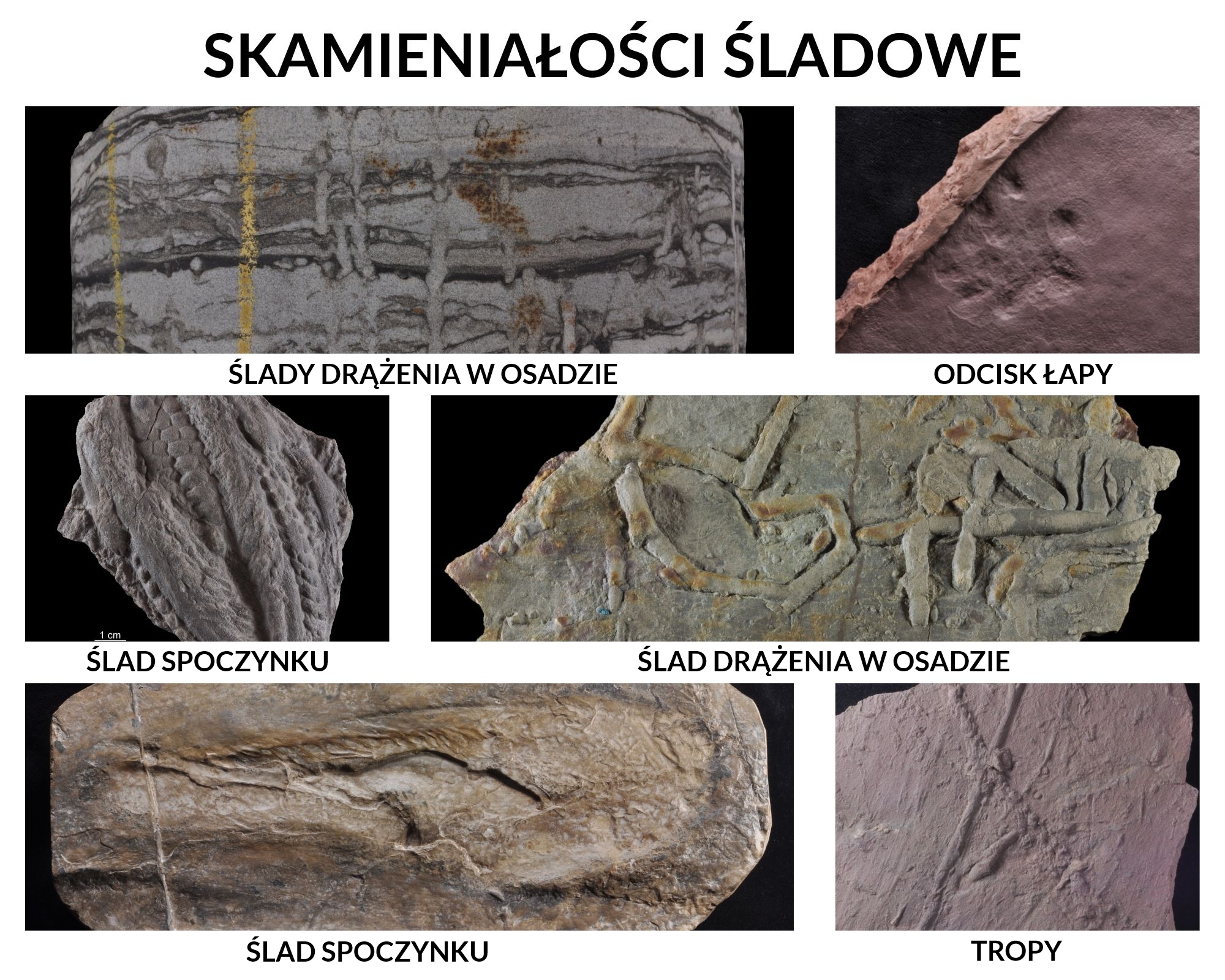 Przykłady skamieniałości śladowych: ślady drążenia w osadzie, odcisk łapy, ślad spoczynku, tropy bezkregowca
