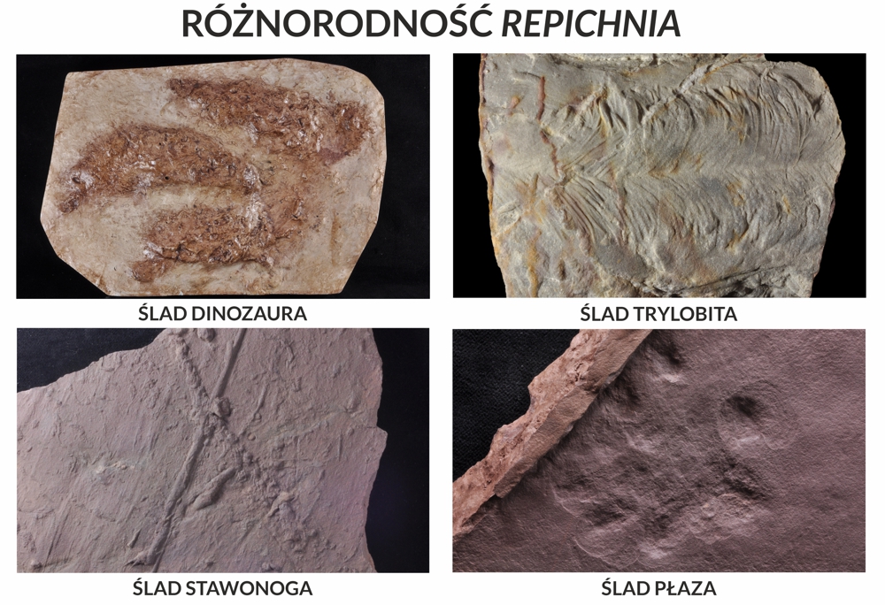 Różnorodność Repichnia: ślad dinozaura, trylobita, stawonoga i płaza