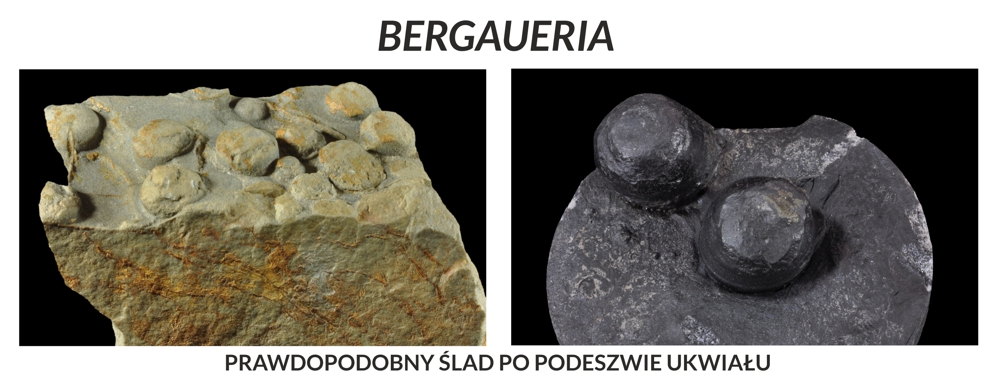 Bergaueria - domniemany ślad po podeszwie ukwiału