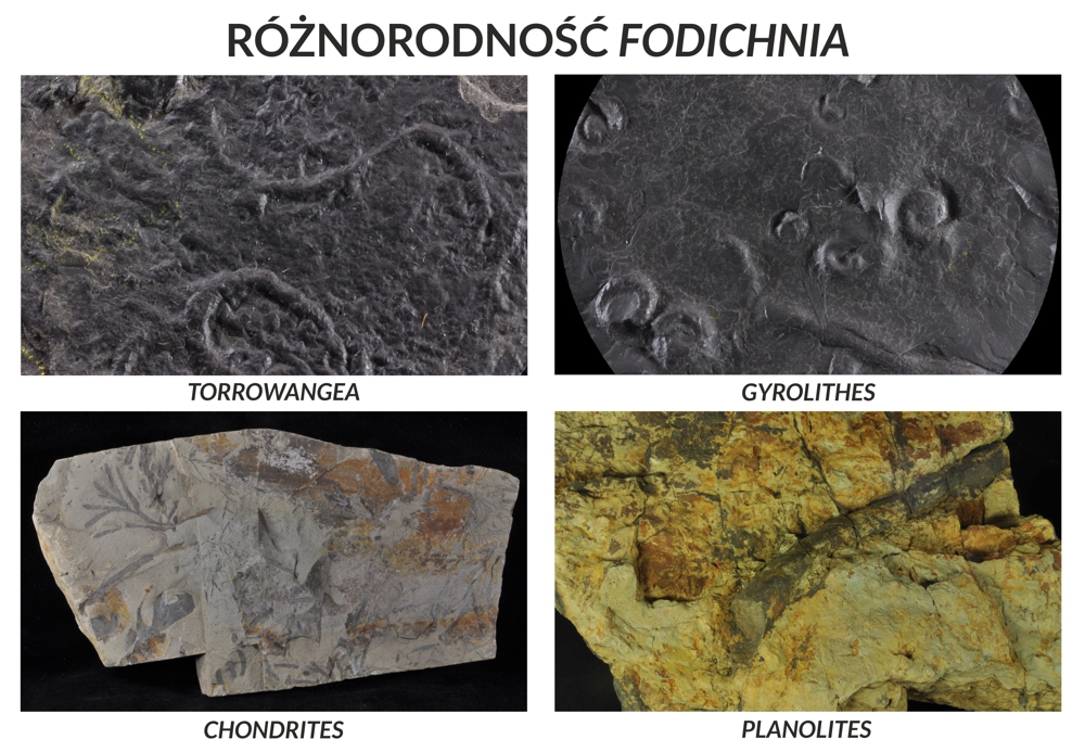 Różne kształty śladów typu Fodichnia: proste i rozwidlone kanały oraz ślady koliste