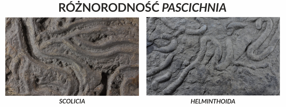 Przykłady śladów typu Pascichnia - żerowania na powierzchni osadu