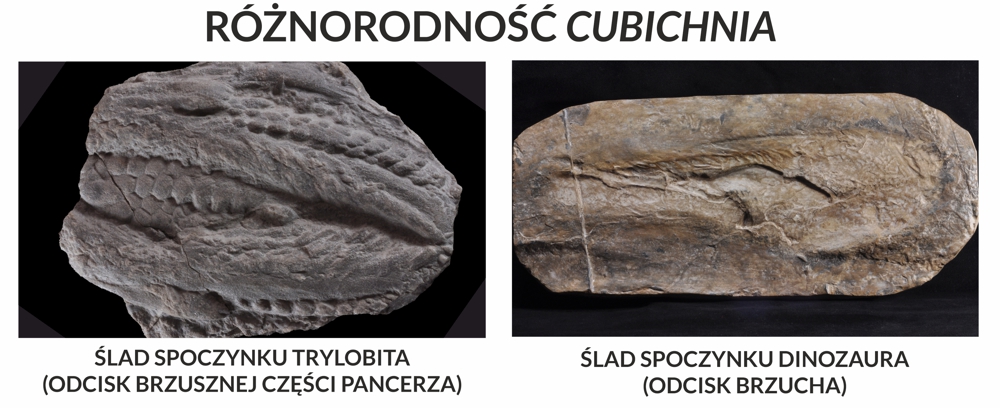 Przykłady śladów typu Cubichnia - odcisk brzusznej części pancerza trylobita i ślad siedzącego dinozaura